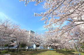 Other Environmental Photo. Itakano South Park until the 130m walk 2 minutes. Bloom beautiful cherry blossoms in full bloom
