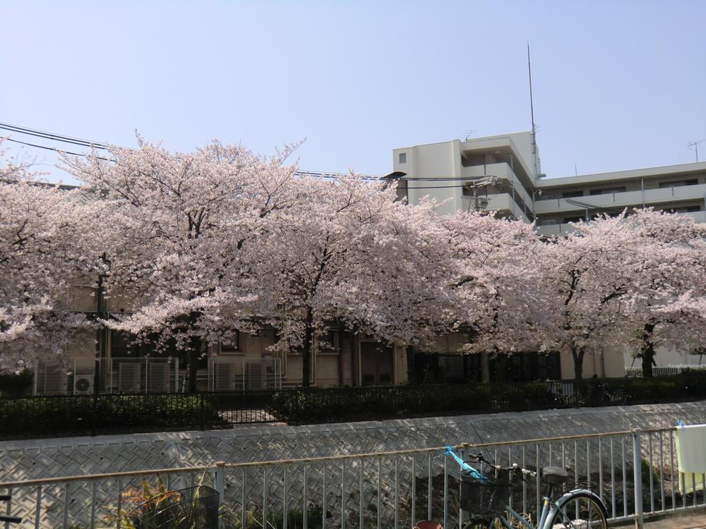 Streets around. 320m cherry blossom season to plain river is the beautiful cherry trees along the Hiranokawa per Across the 25 Route.