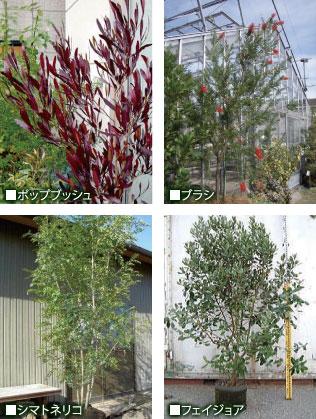 The "Hello Town Joto" There are four of the symbol tree to choose that Kiwadate personality "pop push", "Plush", "Fraxinus griffithii", "Feijoa". It gives you the colors of your house. To "Hello Town Joto" Saitateru the personality