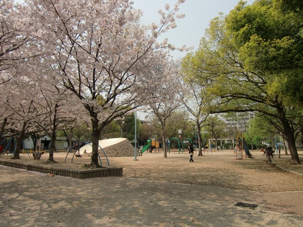 Other Environmental Photo. Cherry blossoms in full bloom in the 320m spring to release park, Park close to feel the four seasons. The perfect place to walk the course and jogging