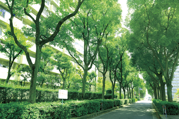 Surrounding environment. Camphor tree-lined street (about 50m from local ・ 2013 October shooting)