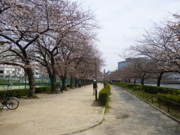 park. You can enjoy the cherry blossoms in the 10m spring to south Tenma park.