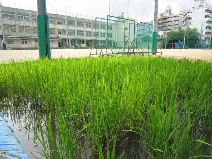 Other. Uchindai up to elementary school 3-minute walk