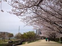 1-minute walk of Egret Park. Spring of cherry trees is impressive. It is a beautiful park where many people visit for a walk