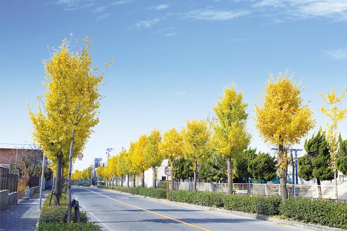 From the nearest station to the local, Ginkgo trees is followed along the big road toward the west. (Local neighborhood / autumn)