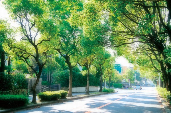 From the completion of about 50 years in Senri New Town is, Full of a larger growth green. You can walk in the sunshine filtering through foliage, It seems possible to enjoy jogging (local surrounding tree-lined street ・ About 400m)