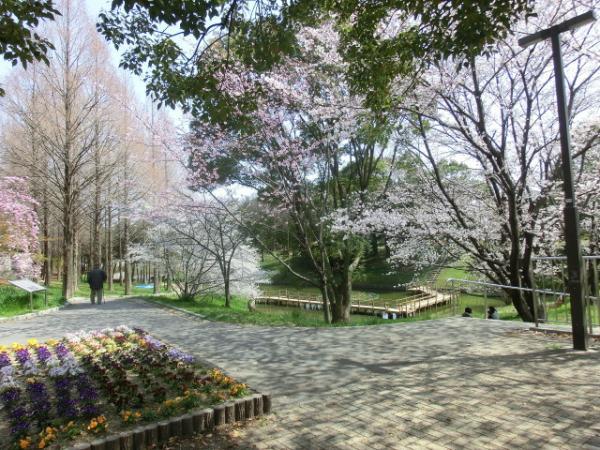 park. Full bloom in cherry 350m Satake park is spring to Satake park! Strolling ・ Jogging is my boom!