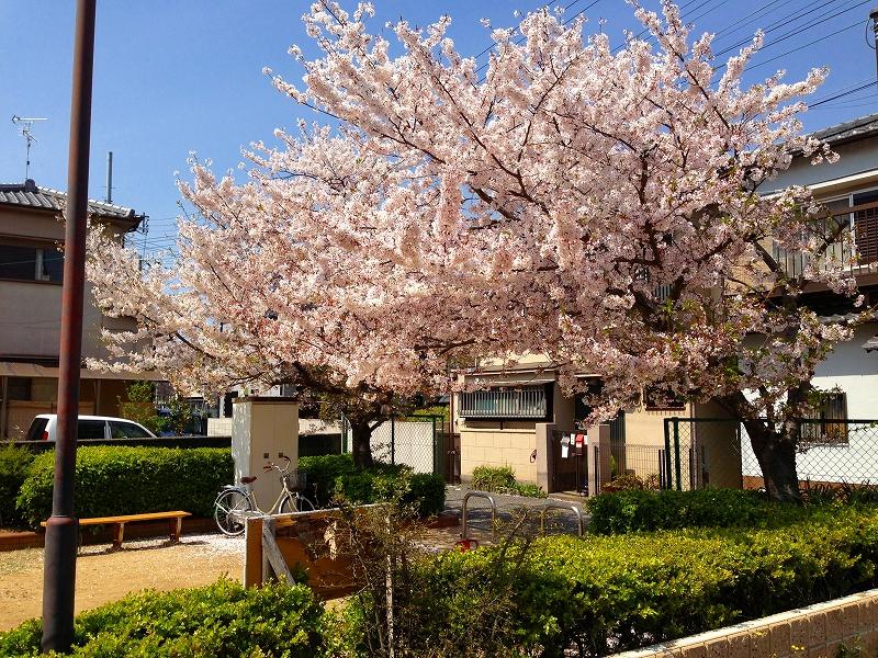 Other local. Park of the local next to Sakura is very beautiful and spring every year will delight the eye