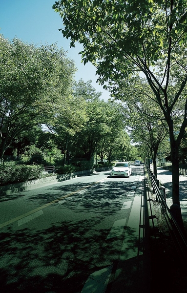 Local neighborhood of tree-lined streets (about 470m)