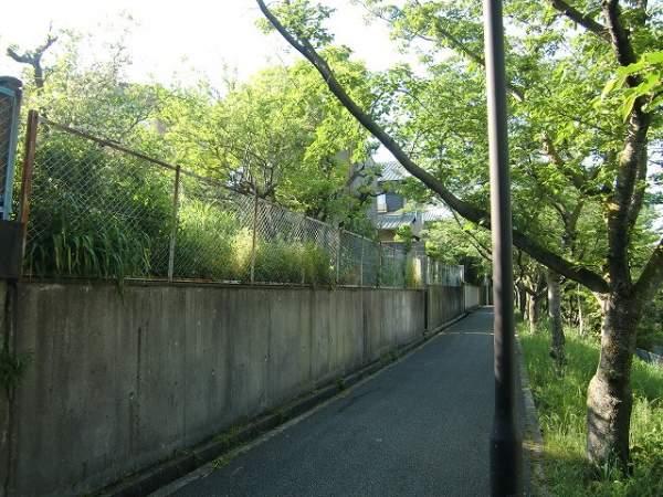 Local photos, including front road. Cherry from the southeast promenade