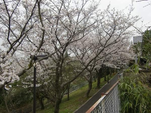 Streets around. Overlooking the cherry promenade from 4m garden to the periphery of the city skyline