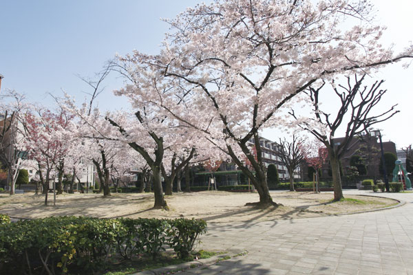 Surrounding environment. Sakuragaoka park (a 1-minute walk ・ About 20m)