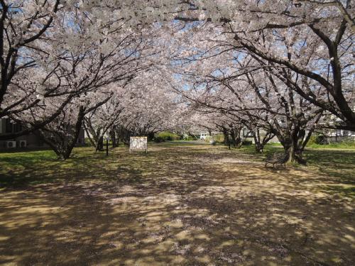 Other common areas. Cherry tree