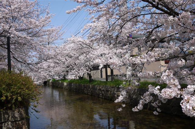 Streets around. Cherry trees along the 40m sacred Shinto tree branch River to sacred Shinto tree branch river along is the superb view !!