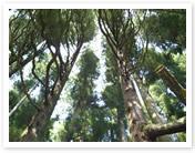 Construction ・ Construction method ・ specification. In structural materials, Use a small country brand cedar 4 cun high specific gravity. The Company has adopted more than 60 years old.