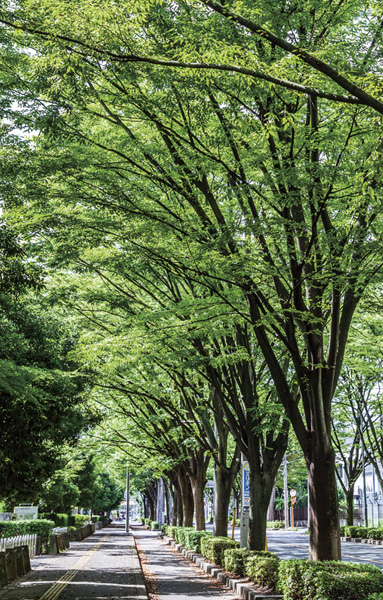Tree-lined path of Asaka Central Park along (about 490m / 7-minute walk)