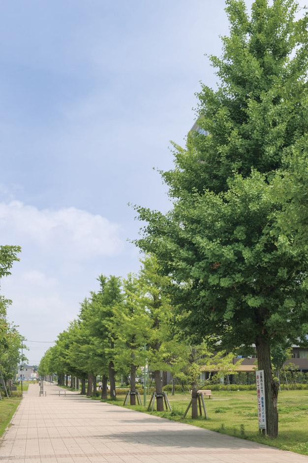 Other. The city's leading cherry has become a place of relaxation in the attractions "Parque Central Fukuoka" is just a 2-minute walk. Place the ginkgo promenade by taking advantage of existing ginkgo tree-lined (pictured) in the park. Bring a smile to someone's face the people who visit the beautiful scenery of the four seasons. 