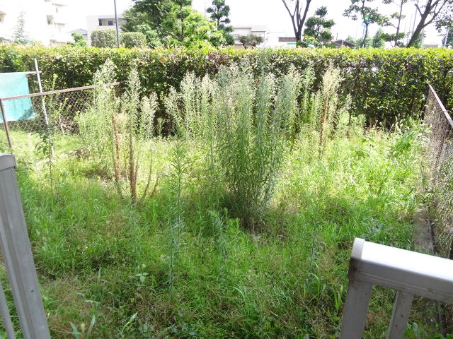 Garden. It is wide over Io garden.