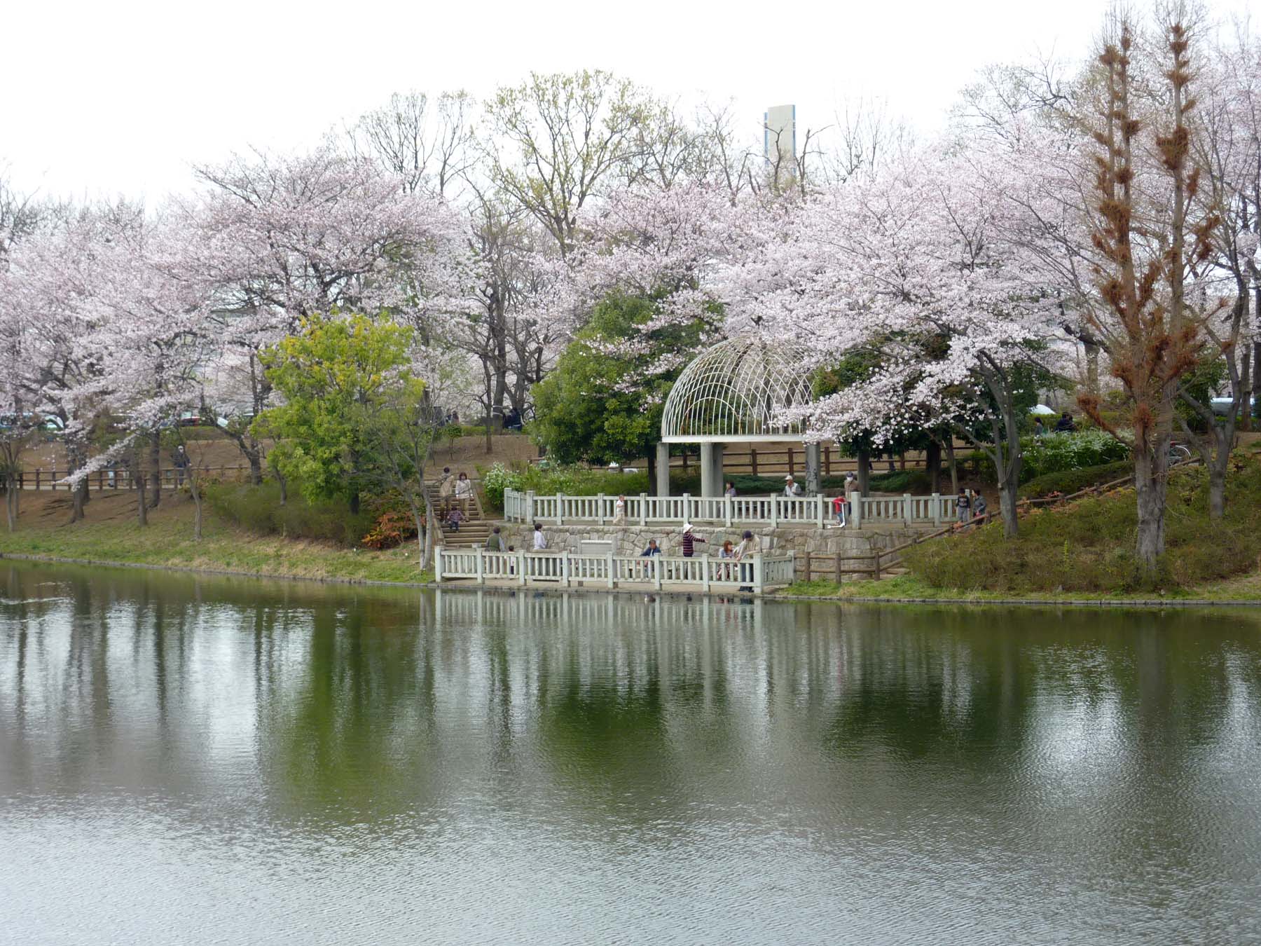 Other. Spectacular There cherry and cherry trees