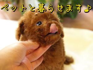 Other. A member of the important family! Mansion is ^^ to be able to live together with pets