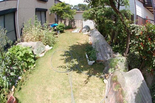 Garden. Garden