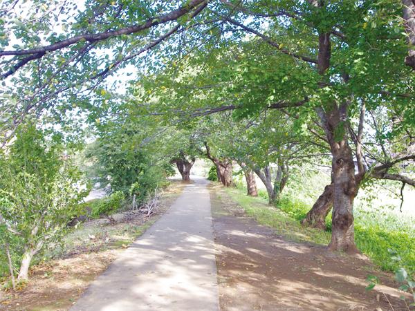 Local photos, including front road. Cherry trees of Motoarakawa bank of 30m from local