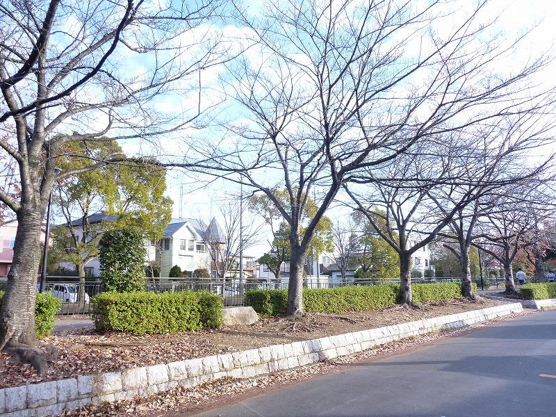 Other. Sakagawa Promenade Row of cherry blossom trees