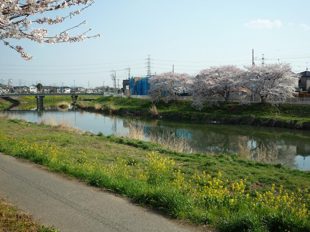 Local appearance photo. The opposite bank from taking a local in the construction of Otoshifurutonegawa. Cherry tree is in full bloom in the spring. (April 2012) shooting