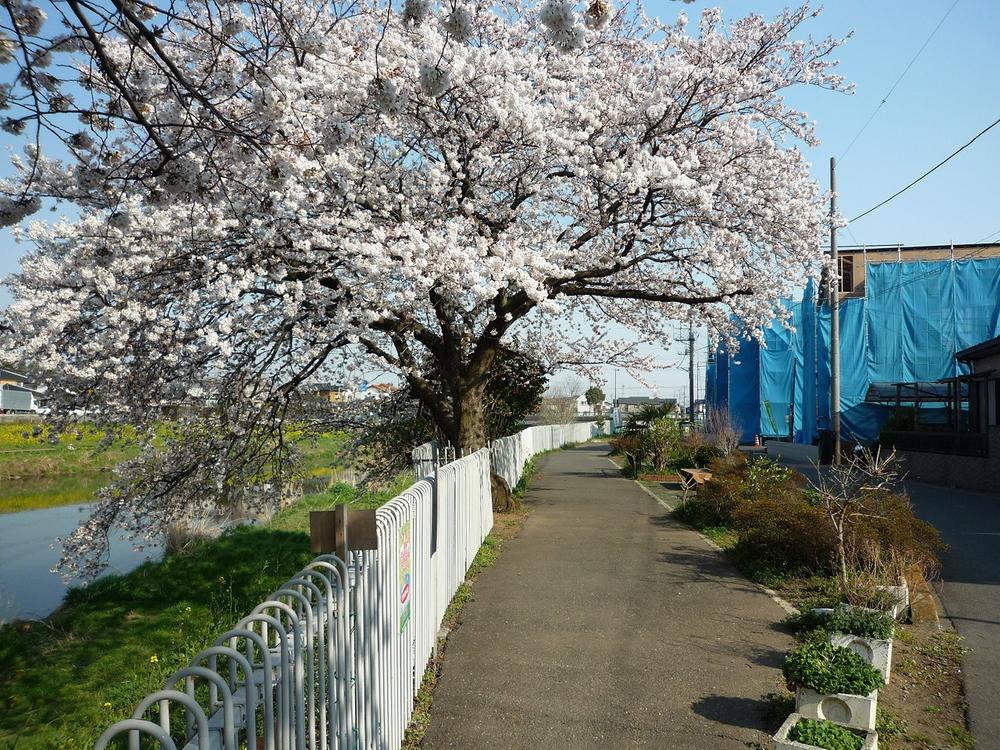 Local photos, including front road. There is a sidewalk along the Otoshifurutonegawa, Cherry trees is followed. It is a photograph of the time during the construction of this property. (April 2012) shooting