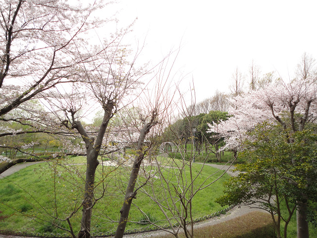 View. Landscape from the room of the spring! Cherry blossoms are very beautiful!