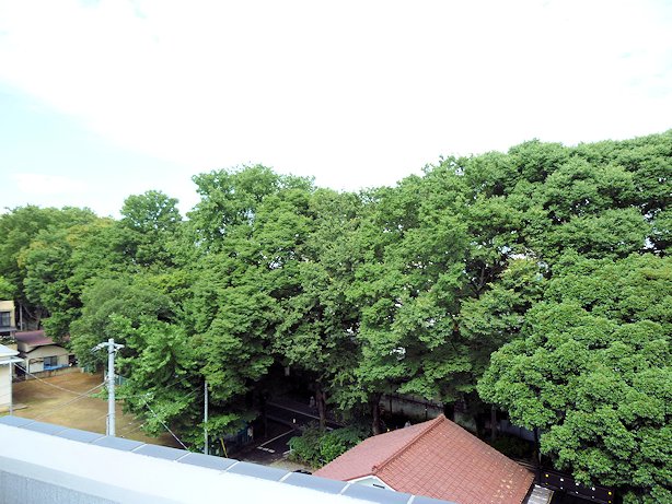 View. View from the balcony ・  ・  ・ It will be healed in the green of the trees
