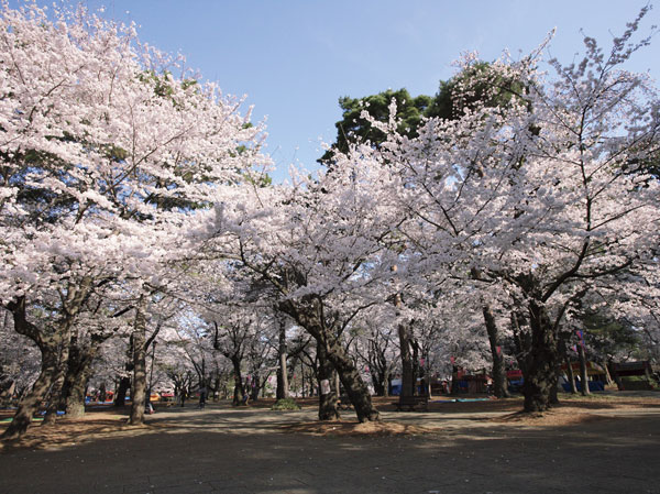Surrounding environment. Omiya Park (a 15-minute walk ・ About 1170m) Prefectural park which opened in 1885. In the spring in full glory is about 1200 cherry trees.