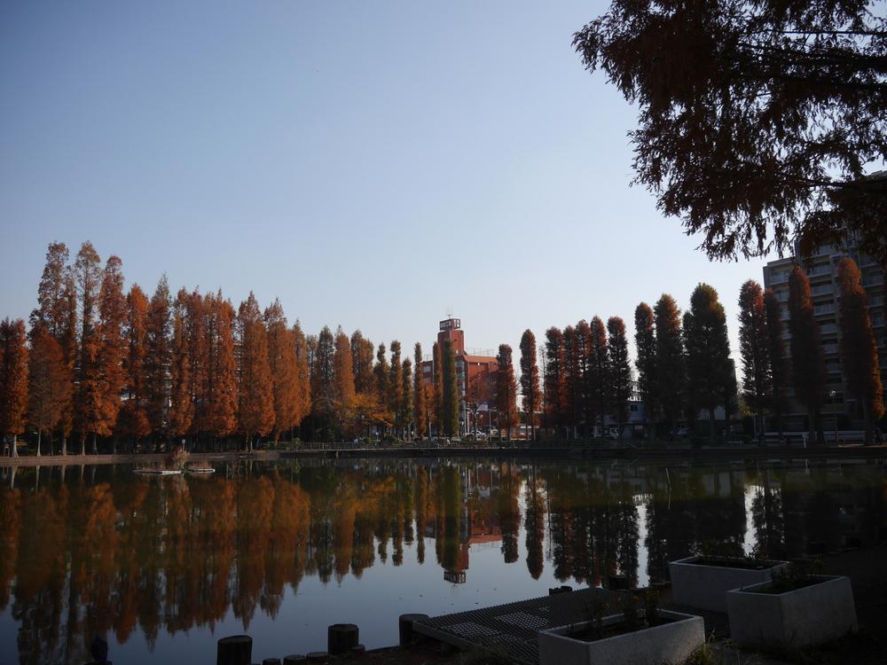 Other. Trees is beautiful and autumn leaves now you can enjoy the nature of the four seasons
