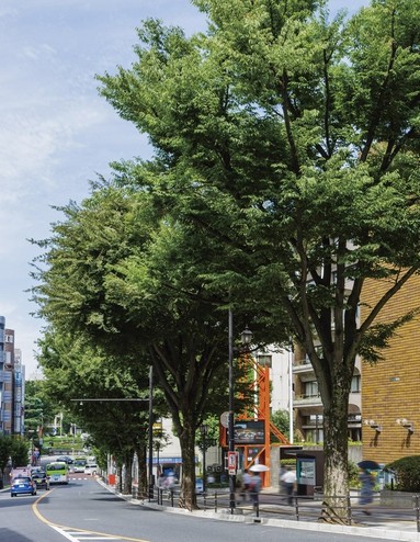 Towards the local, Tree-lined streets of the prefectural government street. This "does not face" to the main street of is also a major feature of the property (about 60m from local)