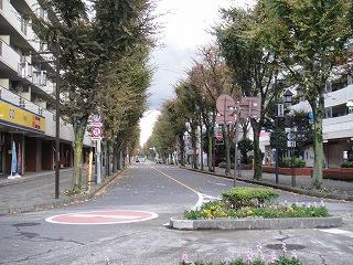 Other Environmental Photo. 640m to the north Sakado Station East Zelkova trees