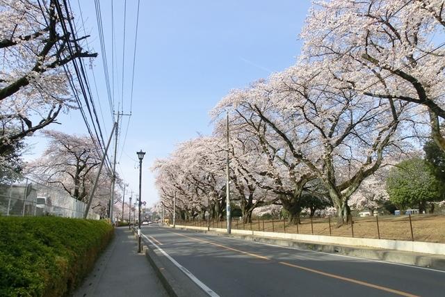 park. 1180m until Inariyamakoen of the timing of the cherry tree