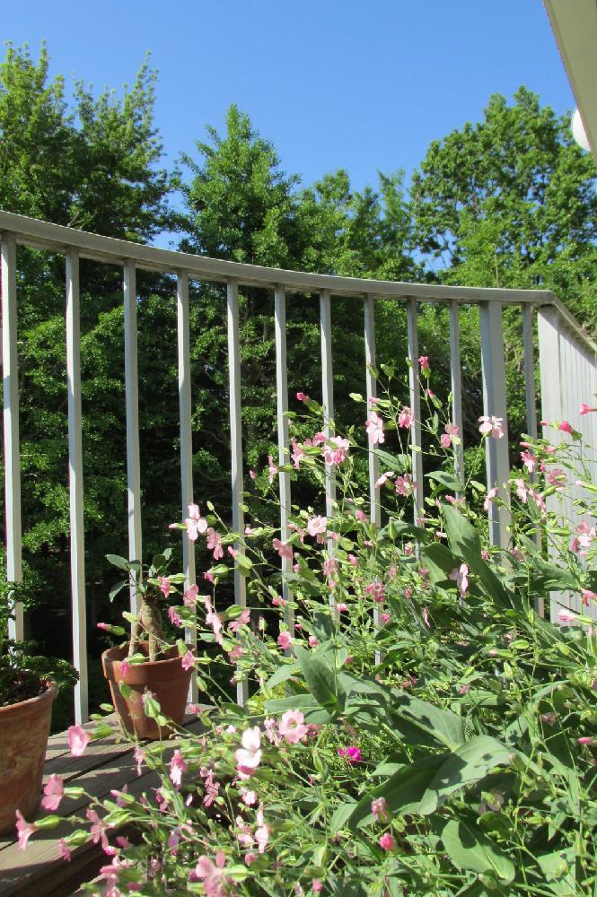 View photos from the dwelling unit. Shooting from the balcony (summer of scenery)