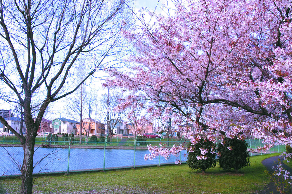Other Environmental Photo. 320m cherry trees to bloom Bird Lake
