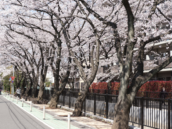 Surrounding environment. Nizominami of Sakura (about 130m ・ A 2-minute walk)