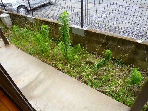Balcony. Veranda