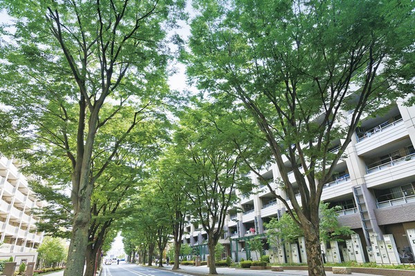 Nishiguchi zelkova tree-lined street (about 990m ・ Walk 13 minutes)