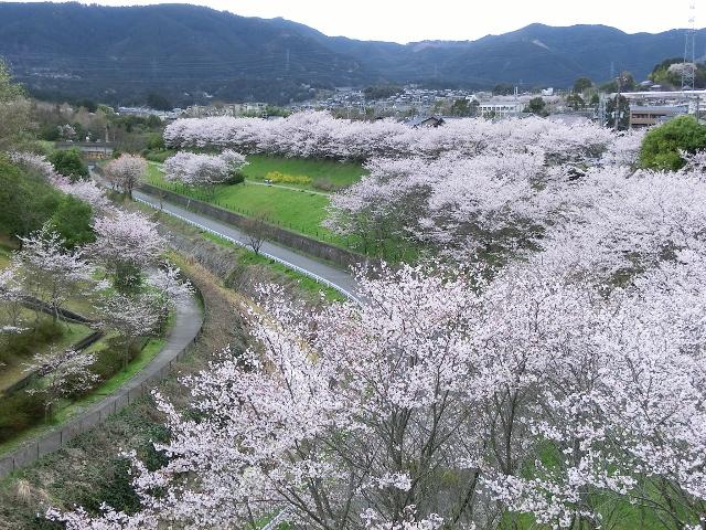 Other. Goryo is spring landscape of Togawa green (1 minute walk) and Astragali East Park.