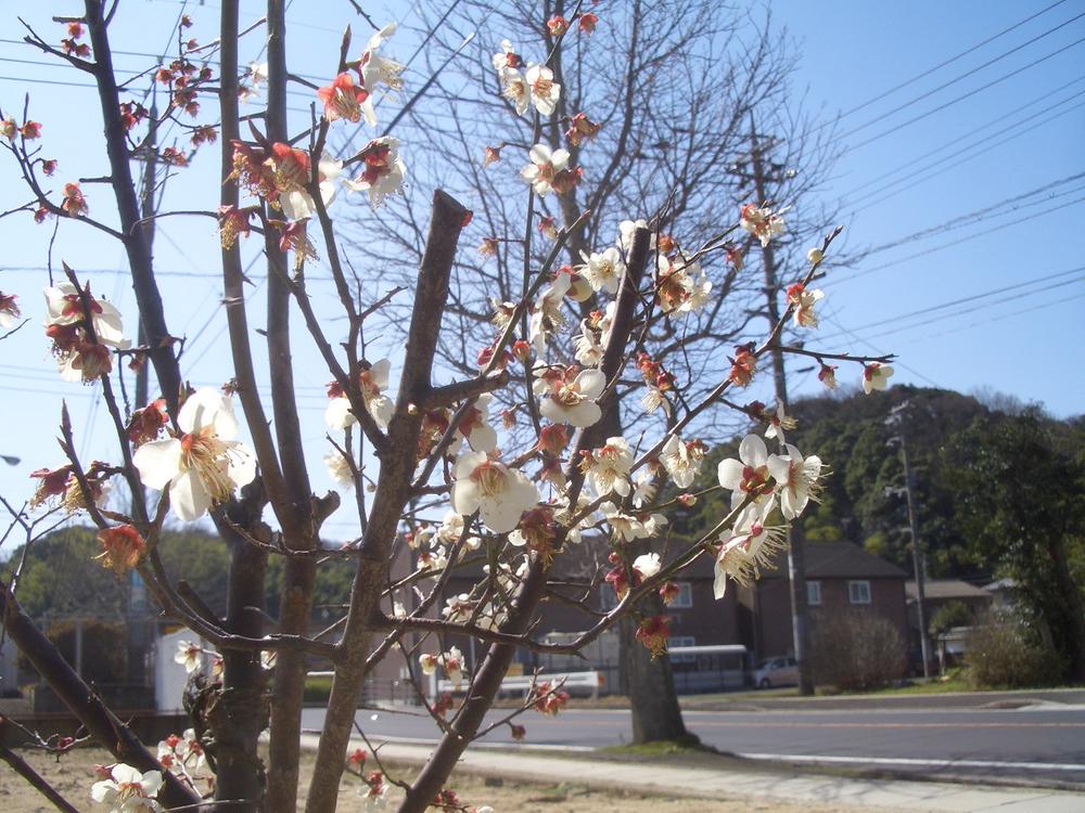 Other Environmental Photo. Plum site has bloomed to jump ahead! 