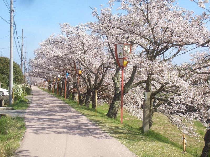 Other. East side road is a row of cherry blossom trees! In the spring cherry blossoms in full bloom! (H25 / 4 shooting)