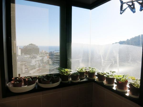 View photos from the dwelling unit. View from the bathtub. A view from the balcony. Will be grow well if here also seedlings of the plant.