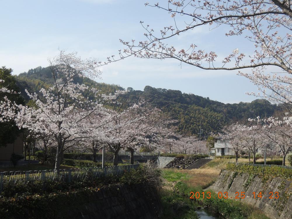 Cherry trees in the town is also a hidden attractions of spring (March 2013) Shooting. Cherry trees in the town were also hidden in the spring