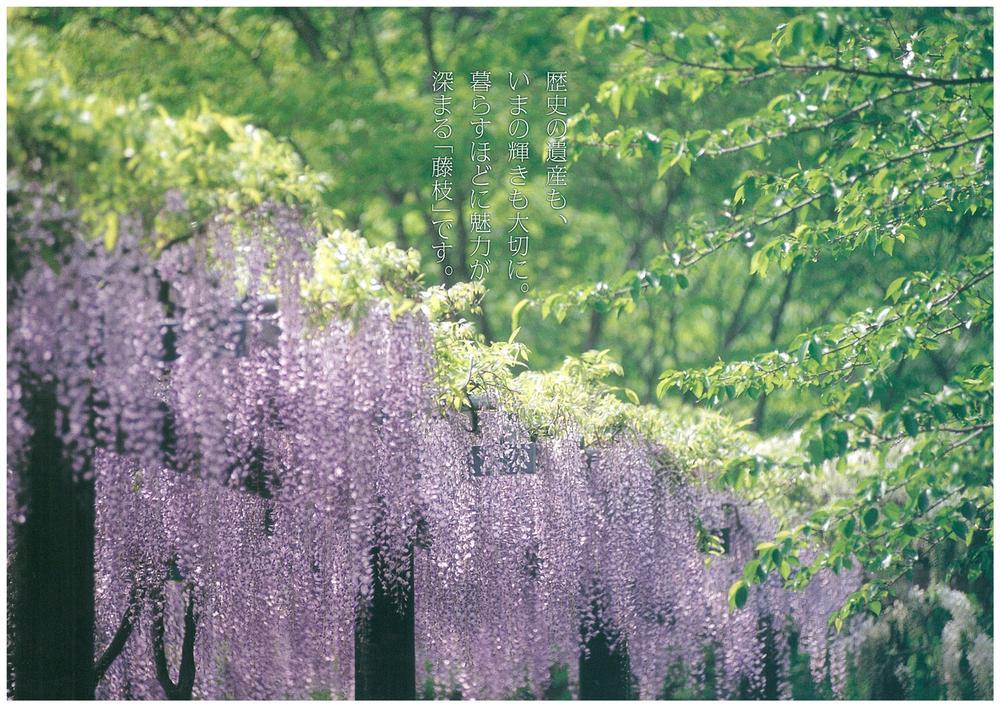 Sale already cityscape photo. City wisteria flowers fragrant "Fujieda"