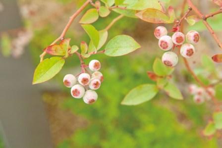 Garden. Blueberry Town. All building there is a blueberry tree