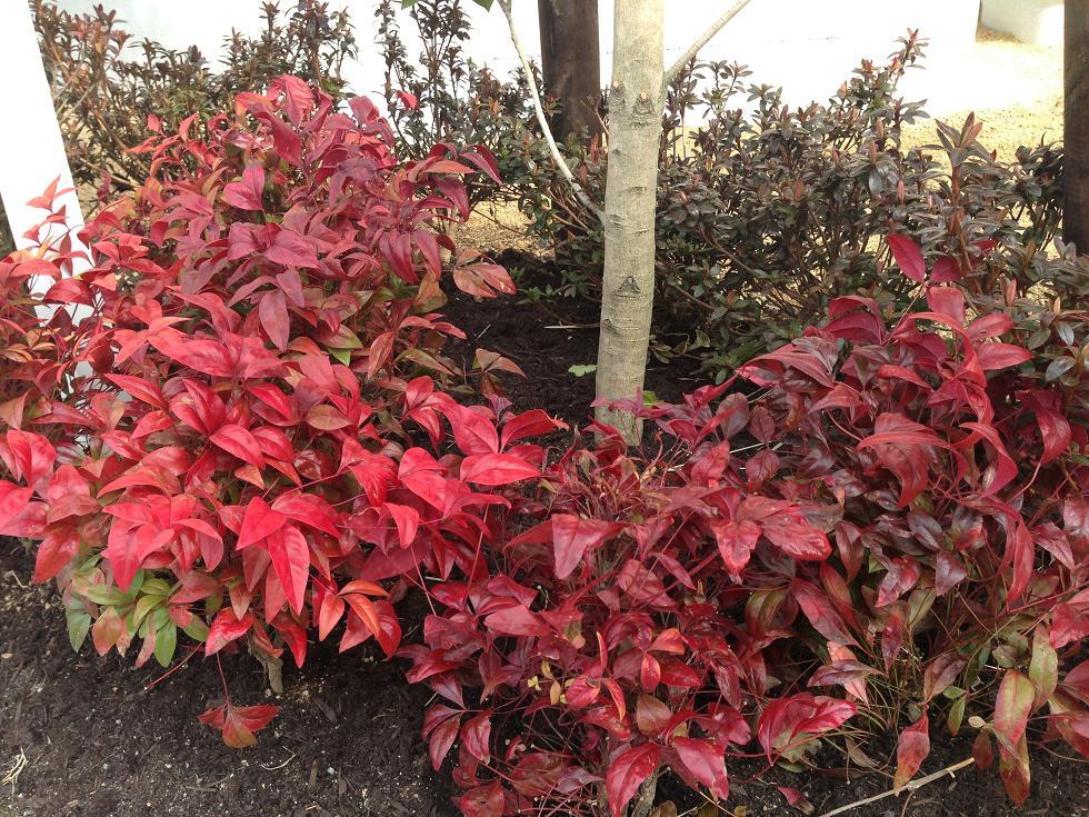 Garden. Beautiful planting will color a nice garden