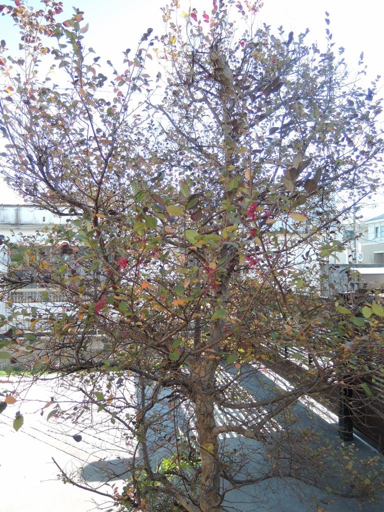 Garden. The Nantei trees are a lot of. This large garden.